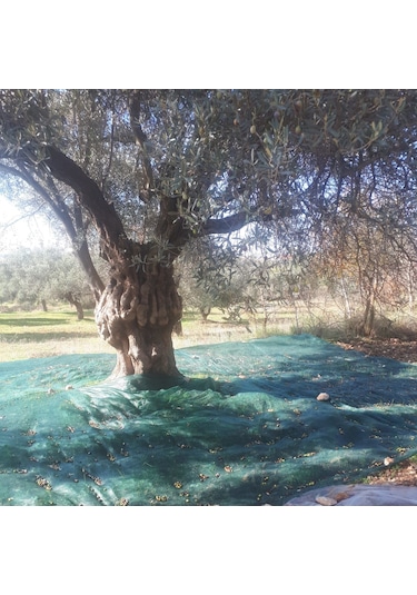 Morilu Zeytin Toplama Filesi Sergenlik Zeytin Yaygısı  Yüzde 75'lik Zeytin Filesi Toplama Örtüsü