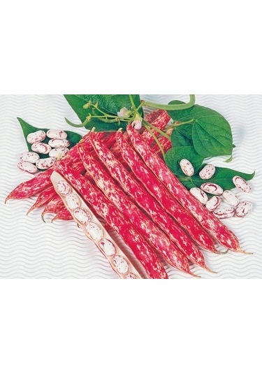 May Elinda Oturak Barbunya Tohumu 2 Kg