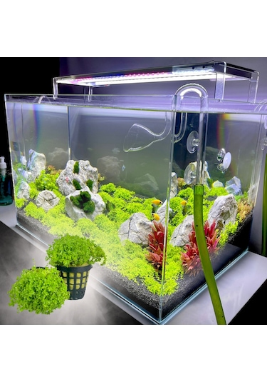 Woof Akvaryum Michrantemum Monte Carlo Akvaryum Zemin Bitkisi