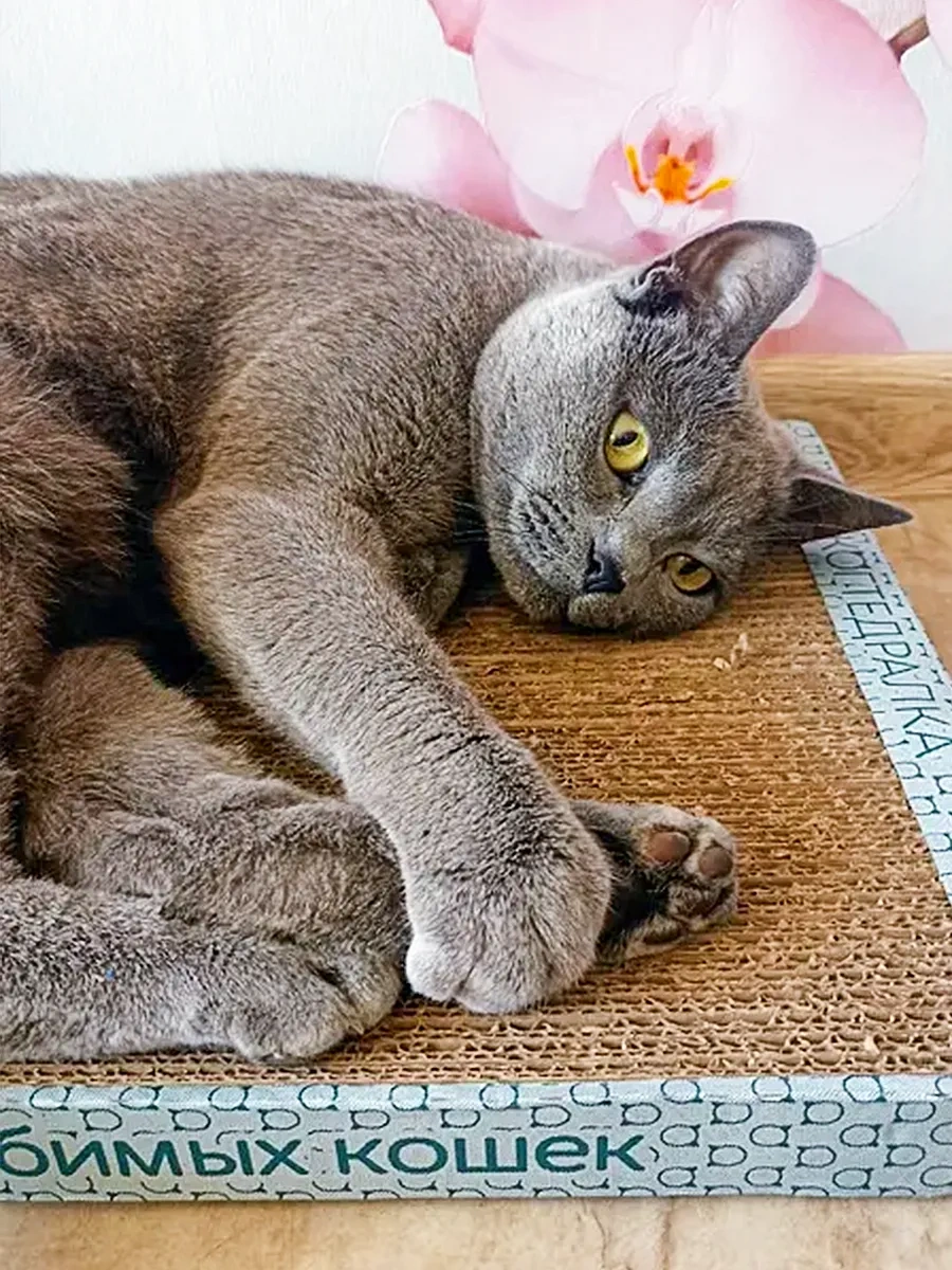 Kogtedralka Büyük Kedi Tırnak Taşıma Cihazı 30x56 Cm, Yer Tipi. 23790698