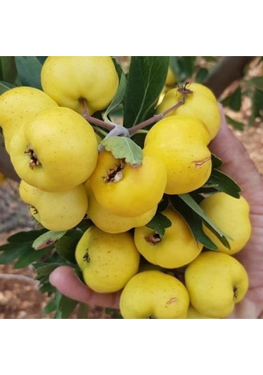 İri Meyveli Aşılı Sarı BELEN Alıç Fidanı, Tüplü