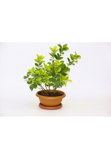 Bonsai Euonymus Japonica Aurea Ev Ofis Bitkisi