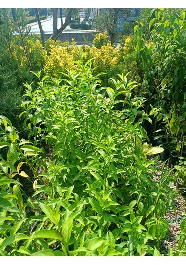 Melisa Akşam Sefası Fidanı 30-50 Cm