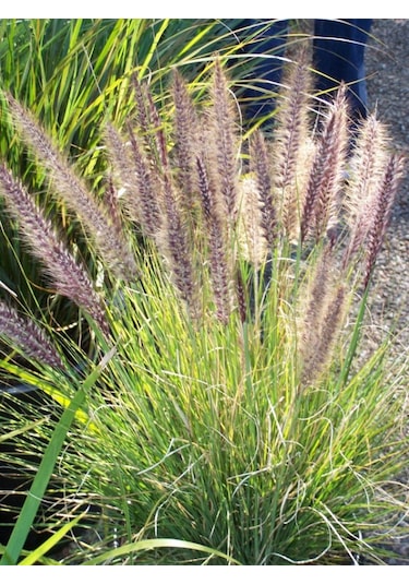 Pennisetum Otsu Bitki 10 Adet