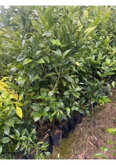 3 Yaş Yafa Portakal Boy 150-170 Cm