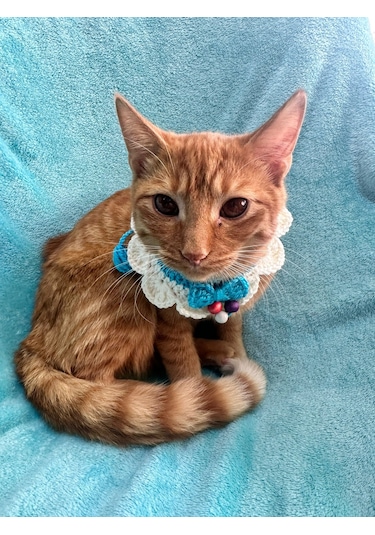 El Örgüsü Bncuklu Kedi Köpek Bağlama Tasma