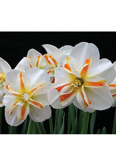 Nadir Nergis Çiçeği Soğanı Kokulu 4 Adet