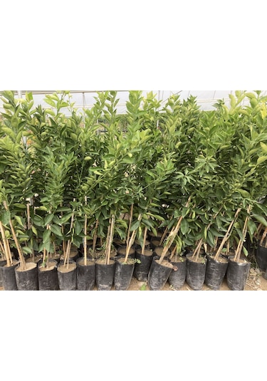 Tüplü Dekopon Mandalina Fidanı