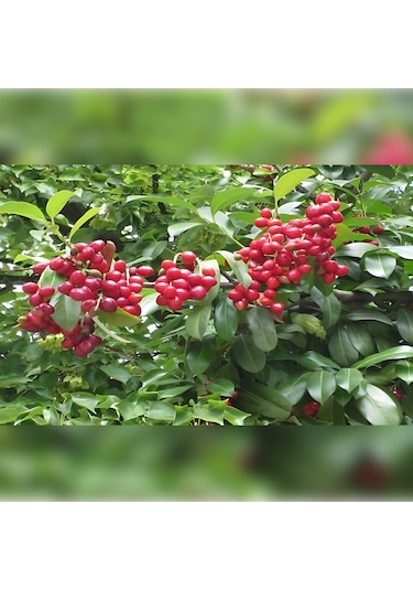 Güz Karayemişi Özel Ürün 80 120 Cm Tüplüdür