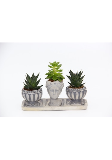 Trio Helen Gri Sukulent Seti - Haworthia Limifolia. Echeveria