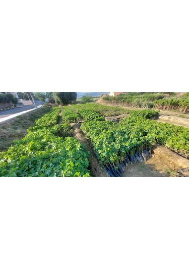 Sultaniye Çekirdeksiz İzmir Üzümü Asma Fidanı