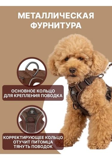 Tori Küçük Ve Orta Irklar İçin Tasmalı Köpek Kayışı Ve Kedi Şeridi 417829533