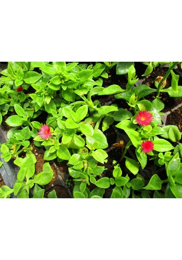 Buz Çiçeği 45 Adet - Çok Yıllık Çiçek