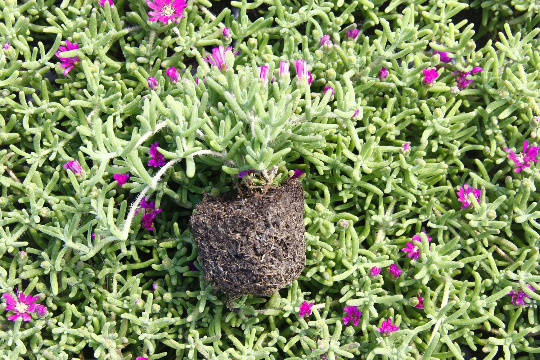 Mezar - Kabir Bitki Seti - 60 Adet 2 Çeşit Kalıcı Bitki Acem Hal