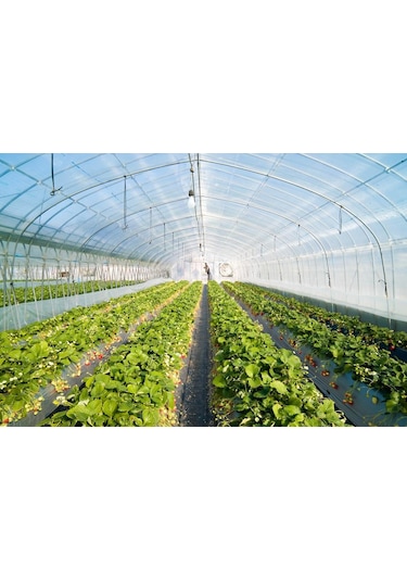 6X7 36 Aylık Sera Naylonu 350 Mikron Branda Örtüsü Xömbx4