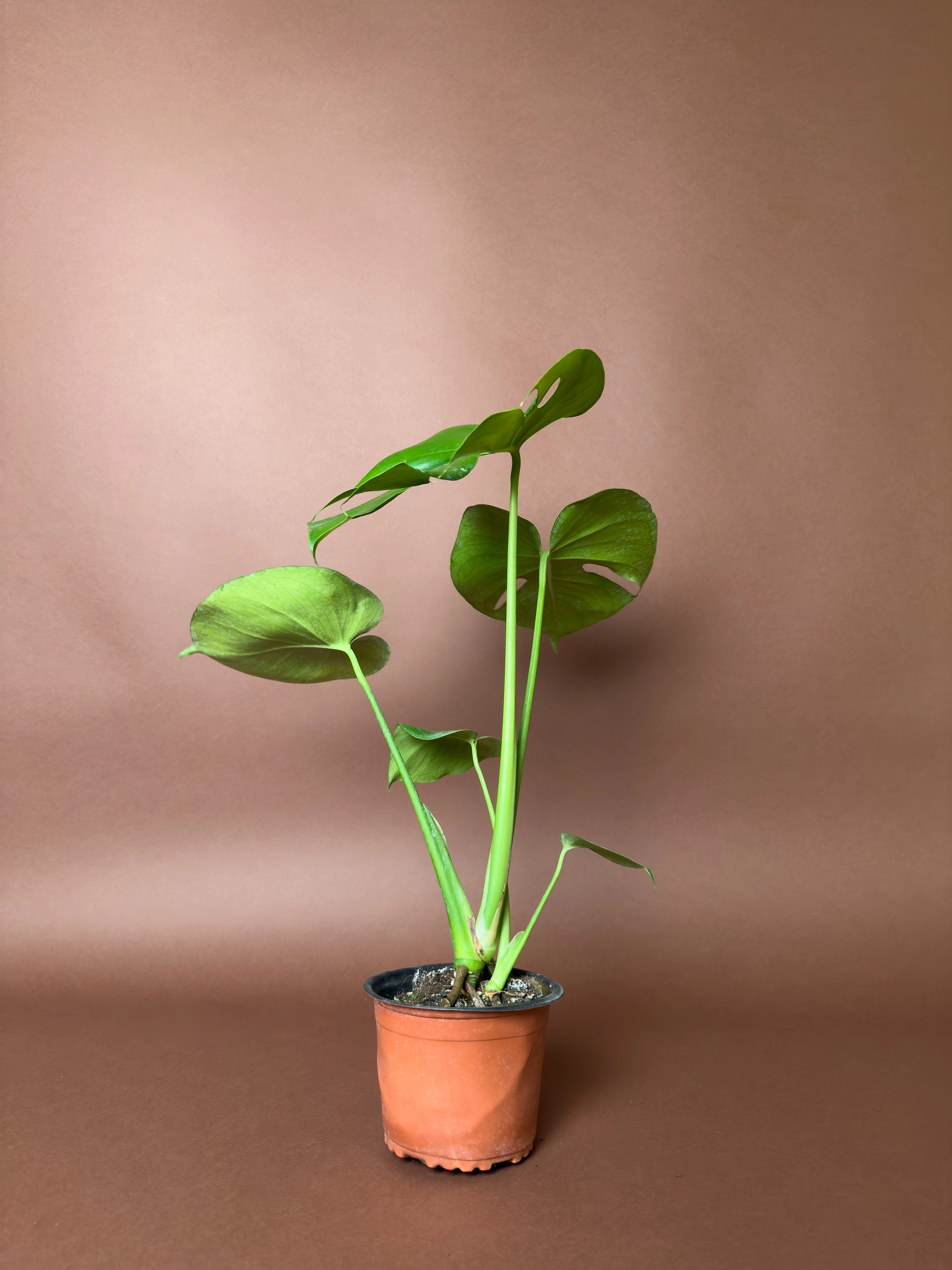 Monstera Deliciosa 42 Cm Mini Form