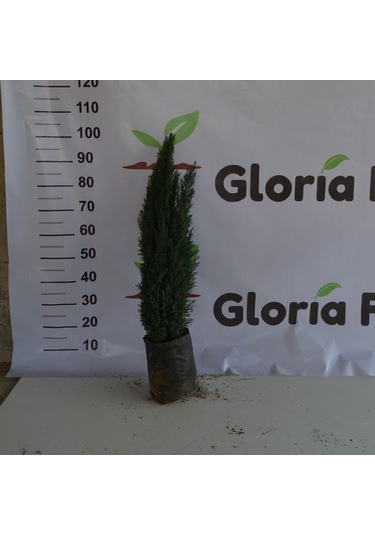 2 Yaş Elvudi Çamı, Chamaecyparis Lawsoniana 70-100 cm