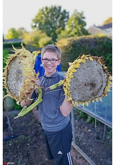 Mamut Dev Ayçiçeği Tohumu Mammoth Sunflower Seeds