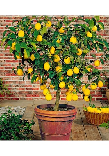 Bodur Limon Ağacı 5 Adet Doğal Tohum