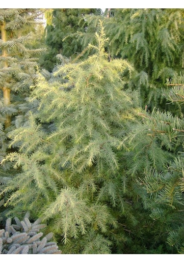 Himalaya Sedir Fidanı 2 Yaşında Tüplü