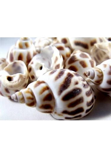 %100 NATUREL DOĞAL GERÇEK DENİZ KABUĞU 500 Gram -MMM4764