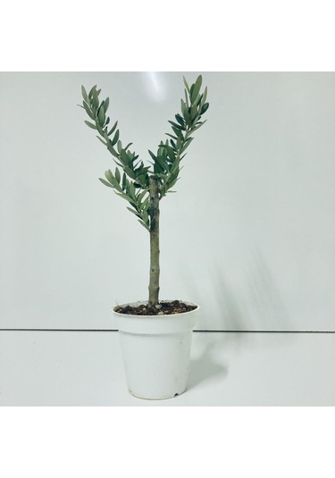 Beyaz 13'Lük Saksıda Minyatür Bonsai Zeytin Fidanı