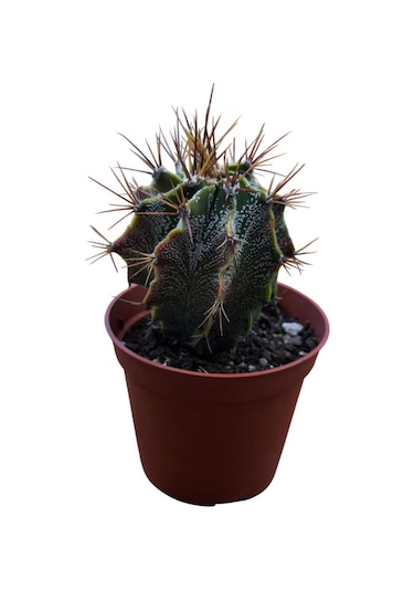 Özel Tür Astro Kaktüs Astrophytum Ornatum 8,5 Cm Lik Saksıda