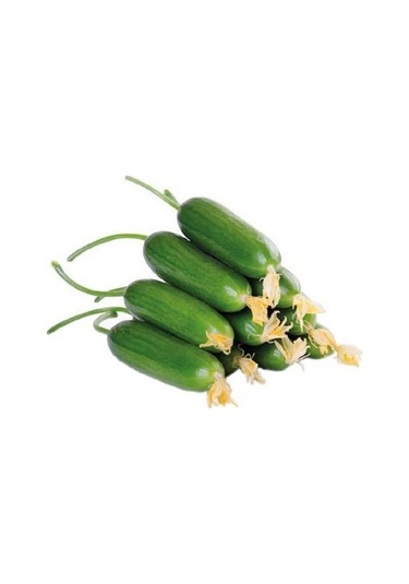 Bykurt Sunagri Çengelköy Salatalık Tohumu - 5 Gr Lezzetli, Bol Verimli