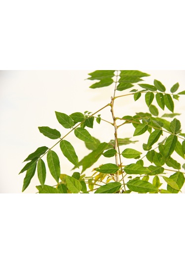 Bonsai Mor Salkım Fidanı