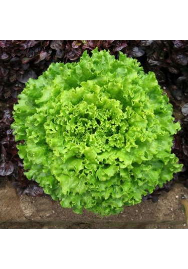 Bykurt Sunagri Kıvırcık Marul Tohumu - Gevrek Yapraklı Sıcak Toleranslı Sofralık Kalite Kıvırcık Marul Tohumu