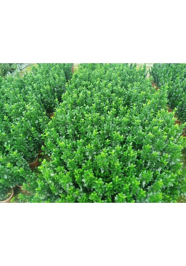 Mezar - Kabir Bitki Seti - 10 Adet Yeşil Taflan Greenspire 25-30