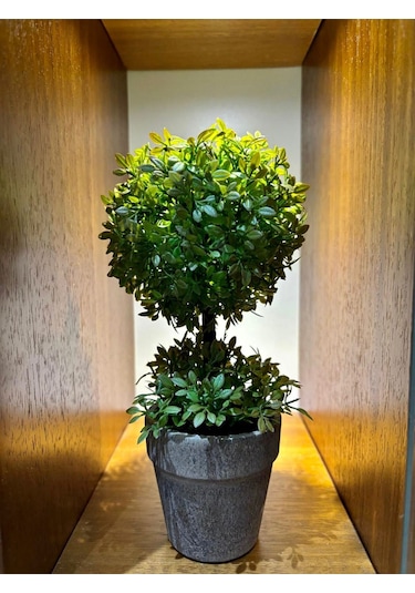 Minimalist Çift Katlı Yeşim Topiary Aranjmanı 24 Cm X 10 Cm Yeşil