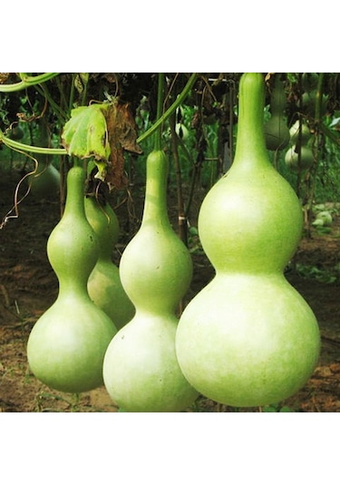 SuEt Kabağı Tohumu Lagenaria Siceraria Yerli 5 Adet N115861