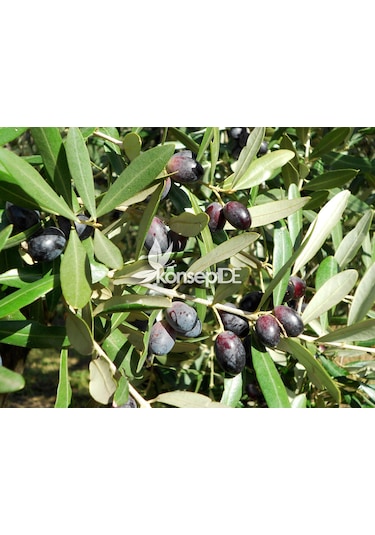 Zeytin Tirilye Gemlik Fidanı