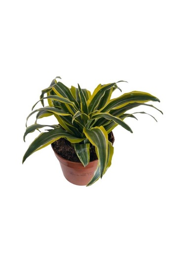 Dracaena Fragrans Lemon Lıme