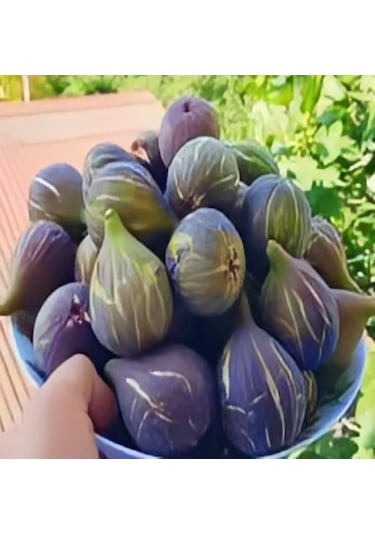 Tüplü Yöresel Jumbo Meyveli Karadeniz Patlıcan Inciri Fidanı