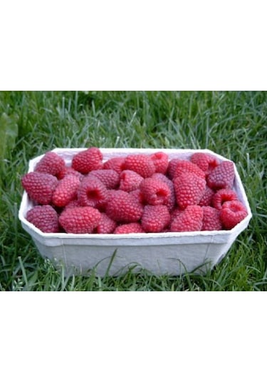 Tüplü Çok İri Meyveli Yediveren Nevada Ahududu Fidanı