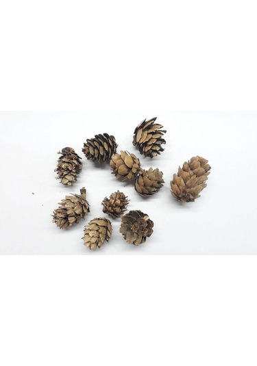 Doğal Mini Kozalak 10 Adet