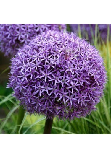 Dev Allium Tohumu Ekim Seti