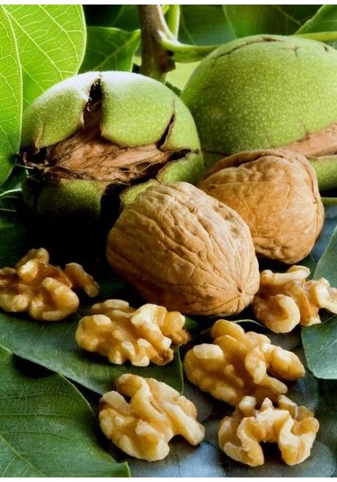 Aşılı Chandler Cevizi Tüplü 3 Yaşında Tüplü Bahçevilya