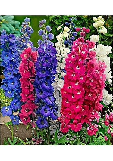 25 Adet Tohum Nadir Hazeran Hazaran Çiçeği Tohumu Organik Yeni Sezon Taze Saksı Toprak Hediyemiz