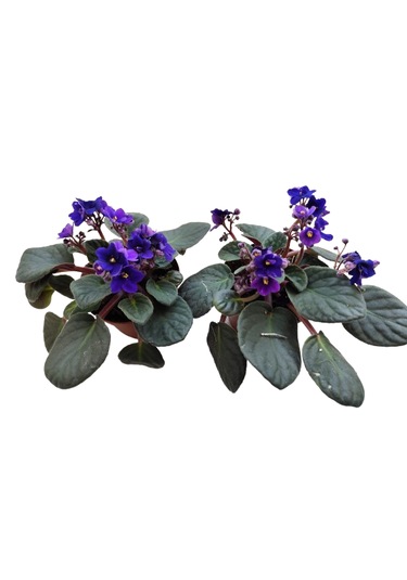 2 Adet İthal Menekşe Mor Renk