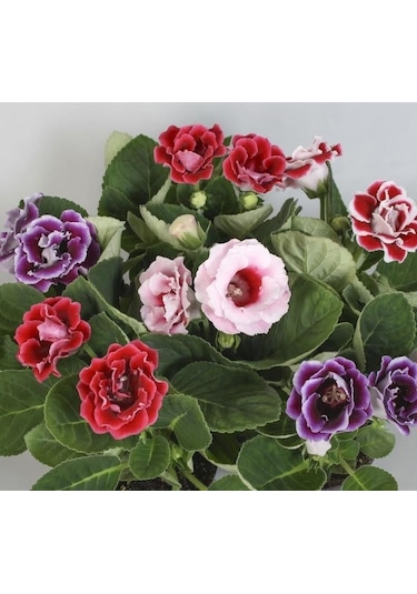 Thebestonline Gloxinia, Sürpriz Renk Bardak Menekşesi