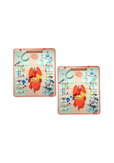 2 Set - 52 Parça Tox Iç Organlar Sistemi Keçe Duvar Panoları . Eğ