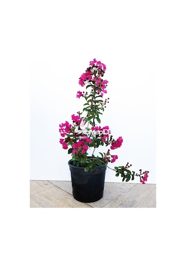 Oya Ağacı Pembe Ispanyol Leylağı. Hint Leylağı