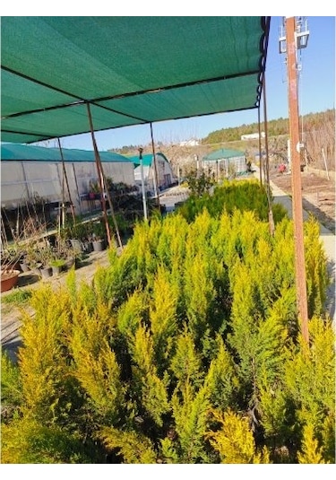 Fidan&peyzaj -limoni Servi / Limon Çamı Fidanı 40 - 50 Cm./1 Yaş