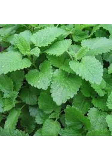 20 Adet Tohum Nadir Melisa Limon Kokulu Oğul Otu Oğulotu Saksı To