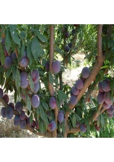 Tüplü Aşılı Orta Erkenci Verimli Yarı Bodur Prime Time Japon Erik