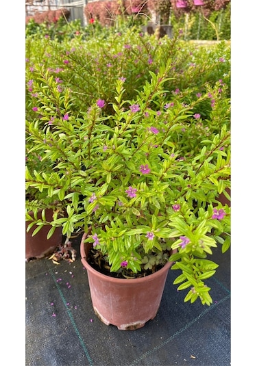 Kufeya Cennet Çiçeği Beyaz - Mor Set Cuphea Hyssopifolia 20-30cm Mix Ürün