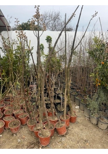 Saksıda Mor Çiçekli Yoğun Kokulu Pavlonia Fidanı Boy 120-150 Cm